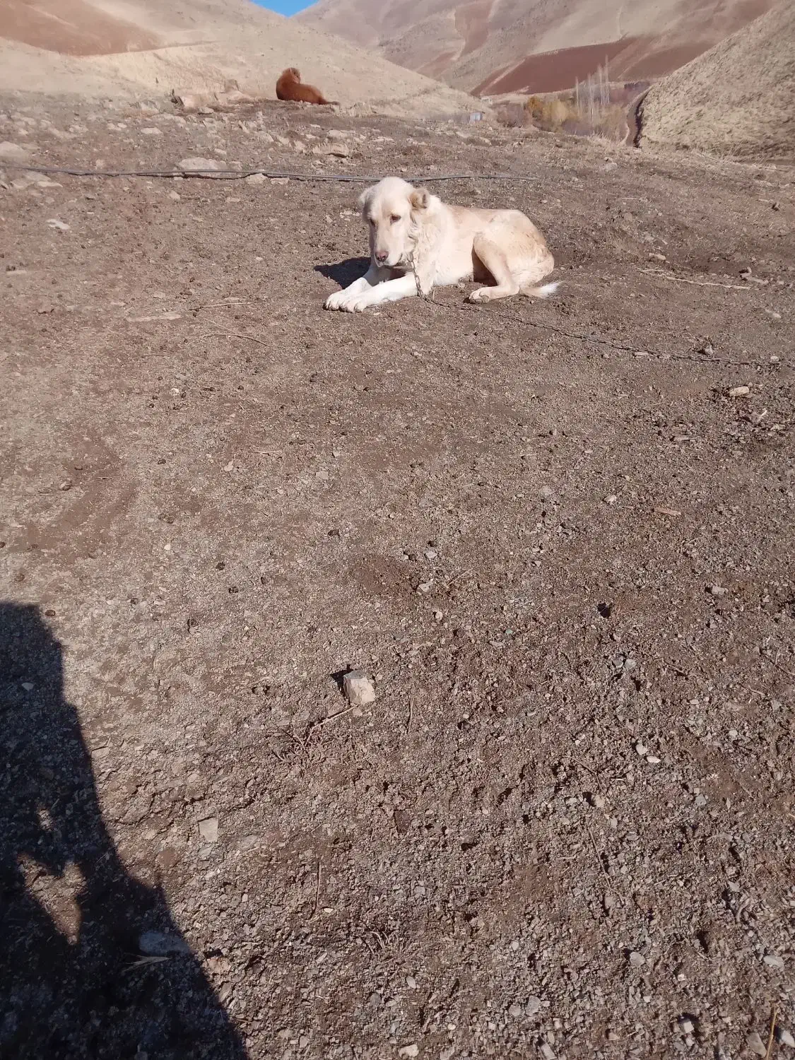 سلام سگ ماده سراب ۸ ماهه|سگ|سنندج, |دیوار