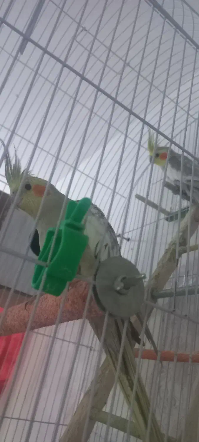 جفت عروس هلندی|پرنده|مشهد, رده|دیوار