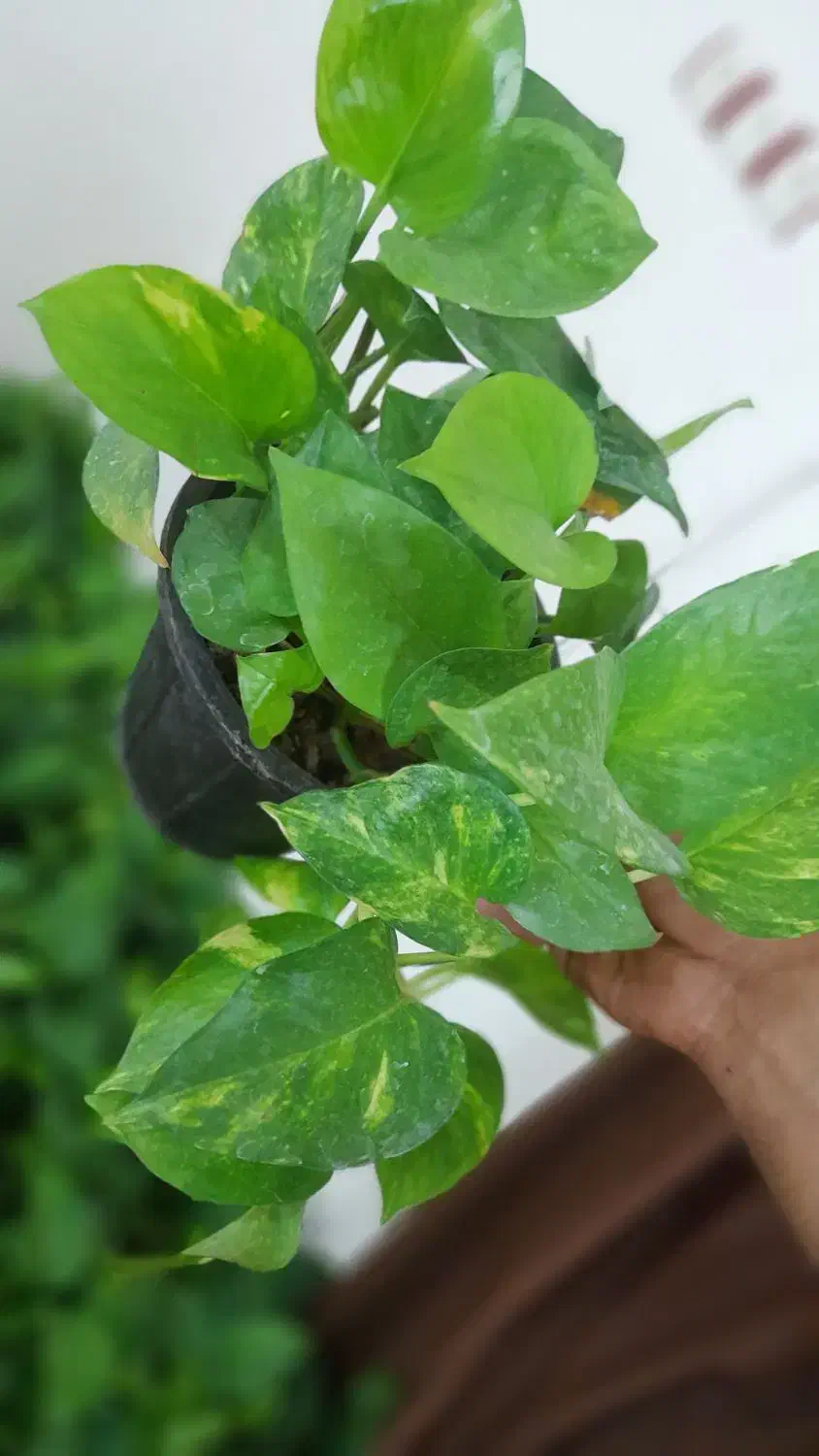 گیاه زیبای پتوس|گل و گیاه طبیعی|اهواز, شریعتی جنوبی|دیوار