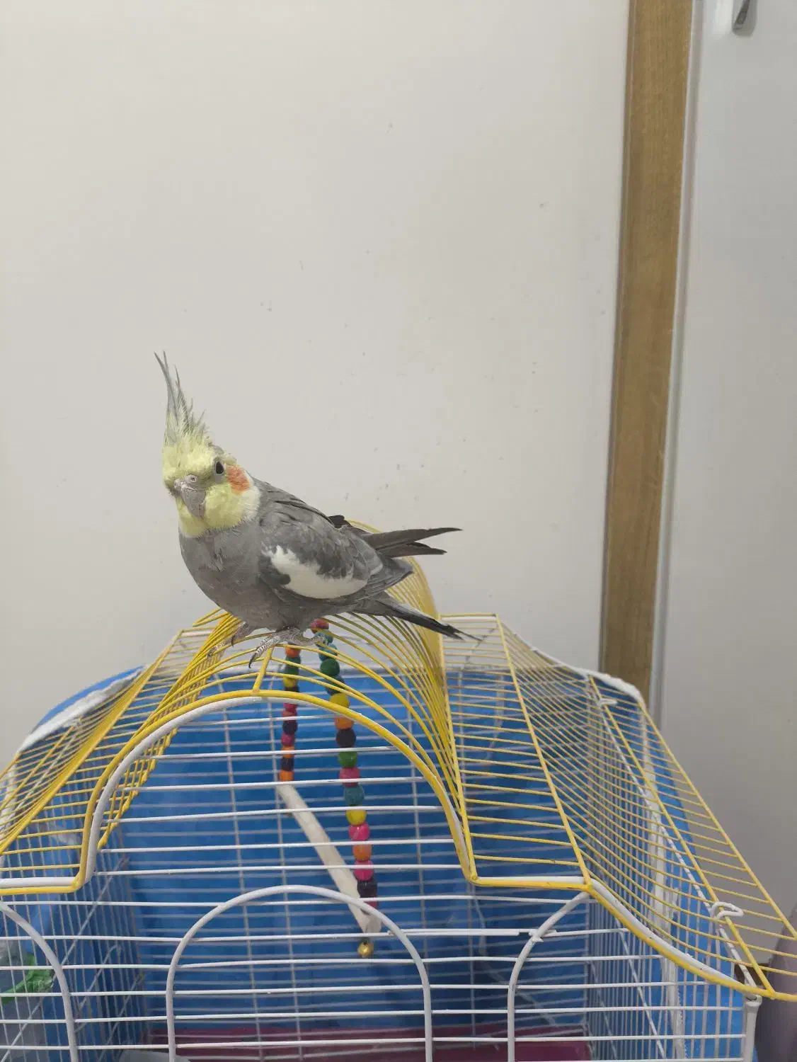 عروس هلندی نر سخنگو همراه با قفس|پرنده|فولادشهر, مسکن مهر فولادشهر|دیوار