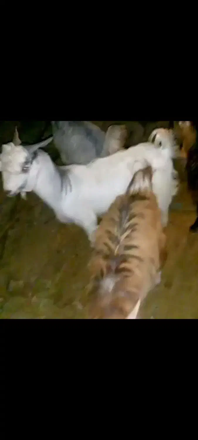 ۴تا کهره چپش برای برزی وبرای کشت چاق|حیوانات مزرعه|فورگ, |دیوار