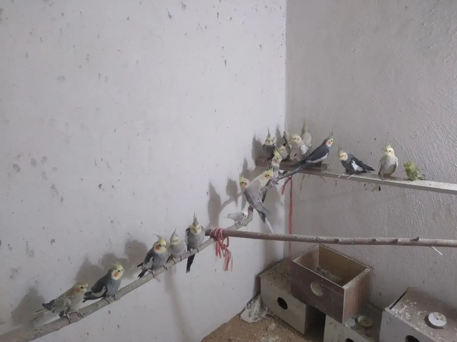 فروشی|پرنده|آذرشهر, |دیوار