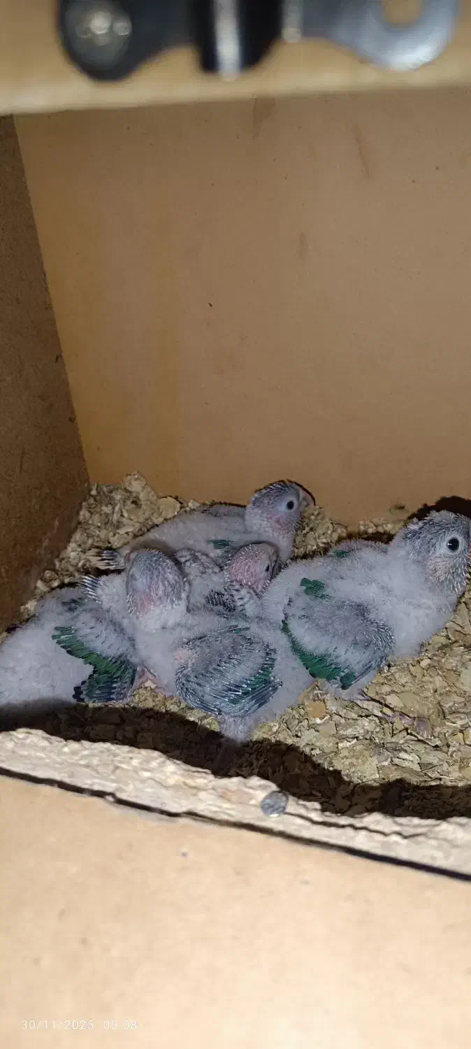 جوجه گرینجیک تراکویس|پرنده|اردکان, |دیوار