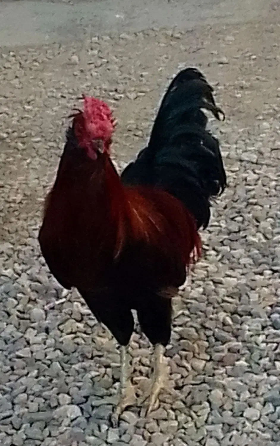 گلین‌لری‌فول|حیوانات مزرعه|فشاپویه, |دیوار