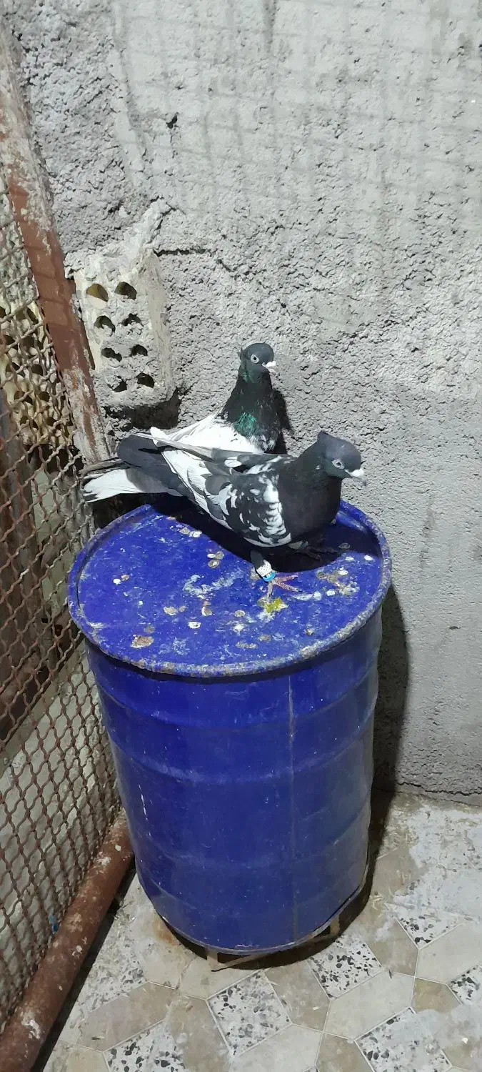 کفتر رنگی|پرنده|امیدیه, |دیوار