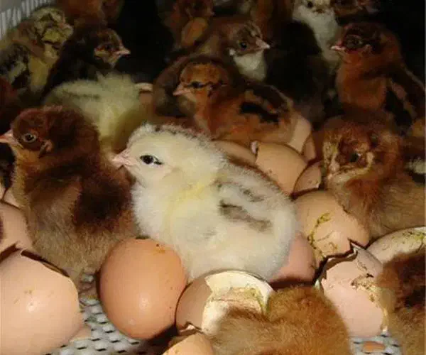 جوجه مرغ درجه یک یکروزه|حیوانات مزرعه|لنجان, |دیوار