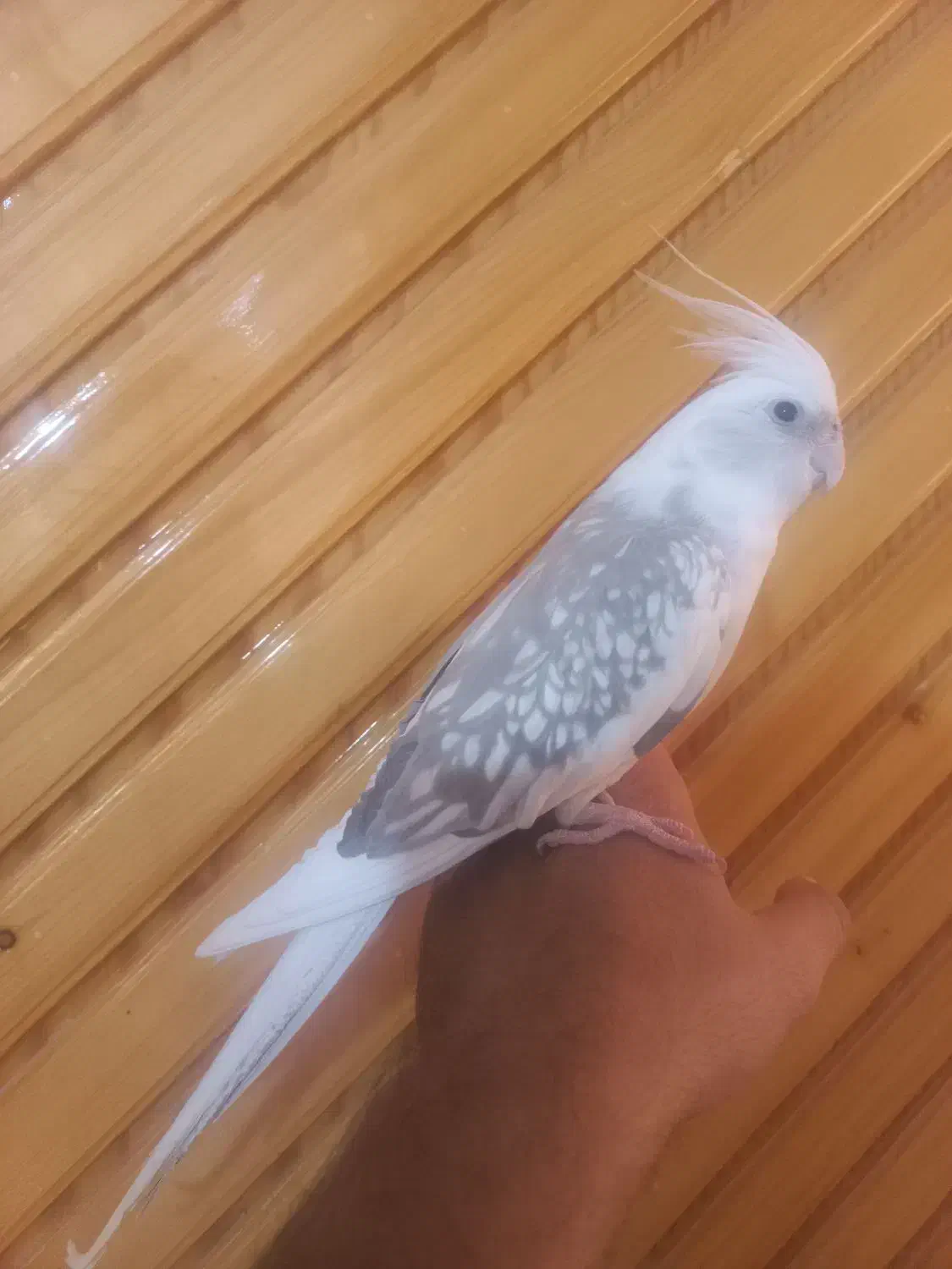 عروس هلندی|پرنده|داراب, |دیوار