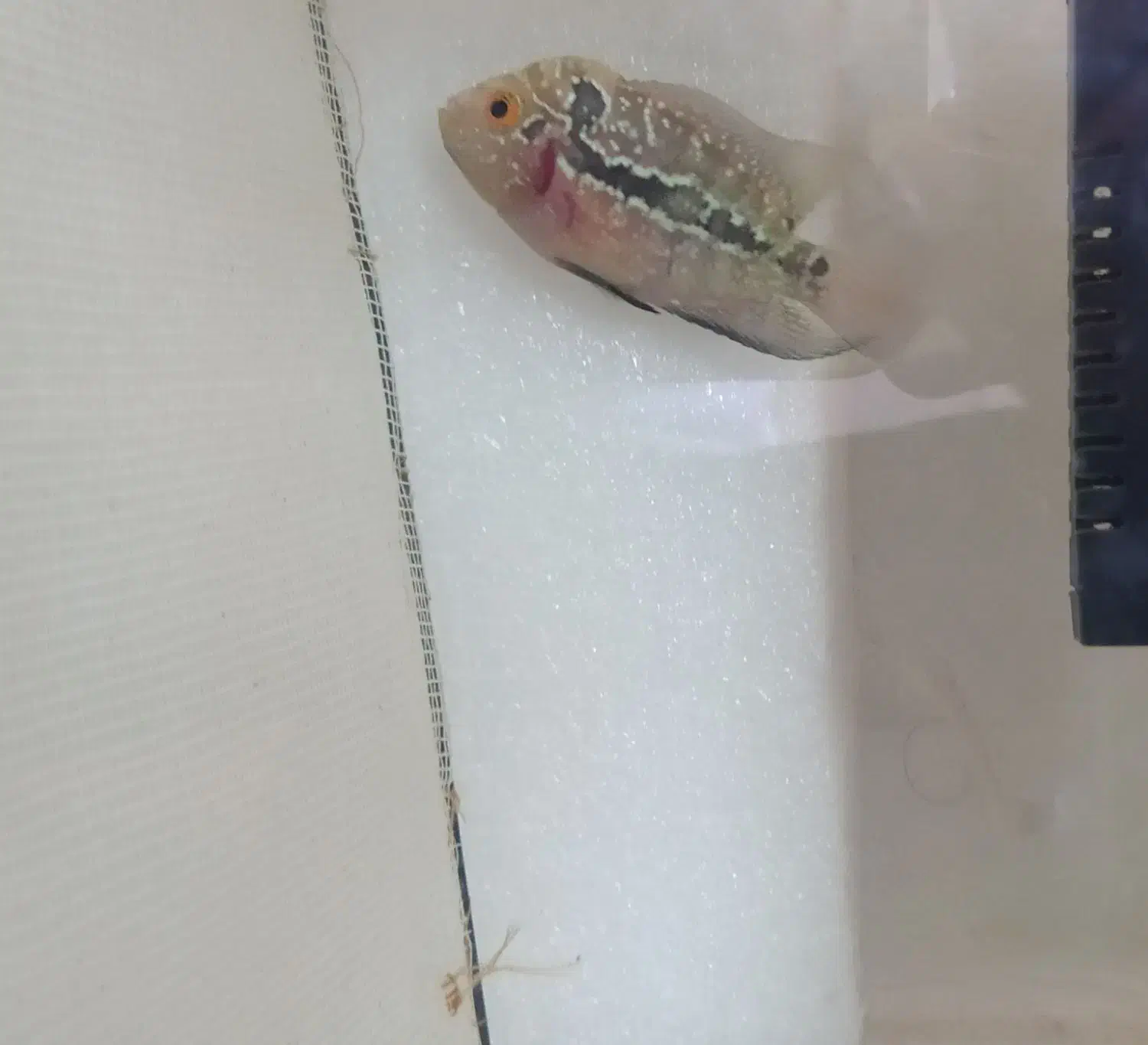 جوجه ماهی فلاور هورن kml و ماهی اسکار آلبینو|ماهی|ملایر, |دیوار