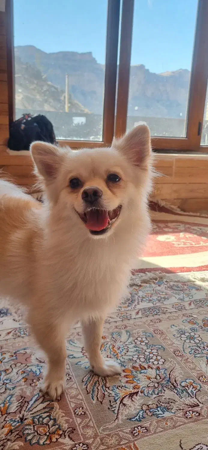 سگ آپارتمانی|سگ|دزفول, |دیوار