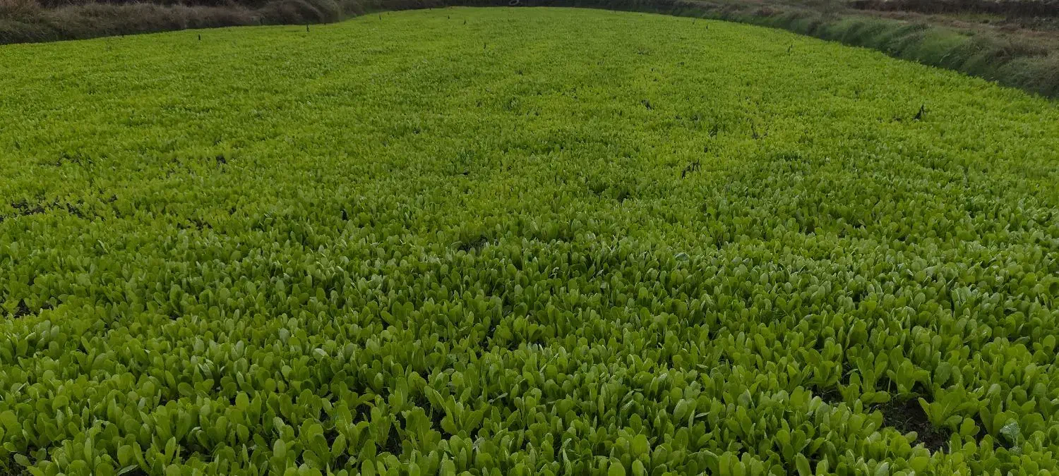 نشا کاهو (سرپیچ)|خدمات باغبانی و درختکاری|امامزاده عبدالله, |دیوار