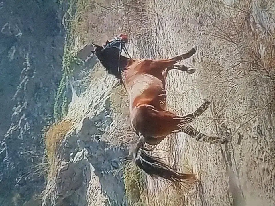 مادیان|اسب و تجهیزات اسب‌سواری|میناب, |دیوار