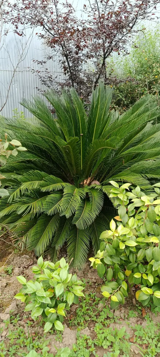 سیکاس|گل و گیاه طبیعی|رشت, چمارسرا|دیوار