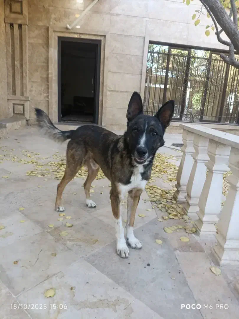 سگ نگهبان|سگ|چهارباغ, |دیوار