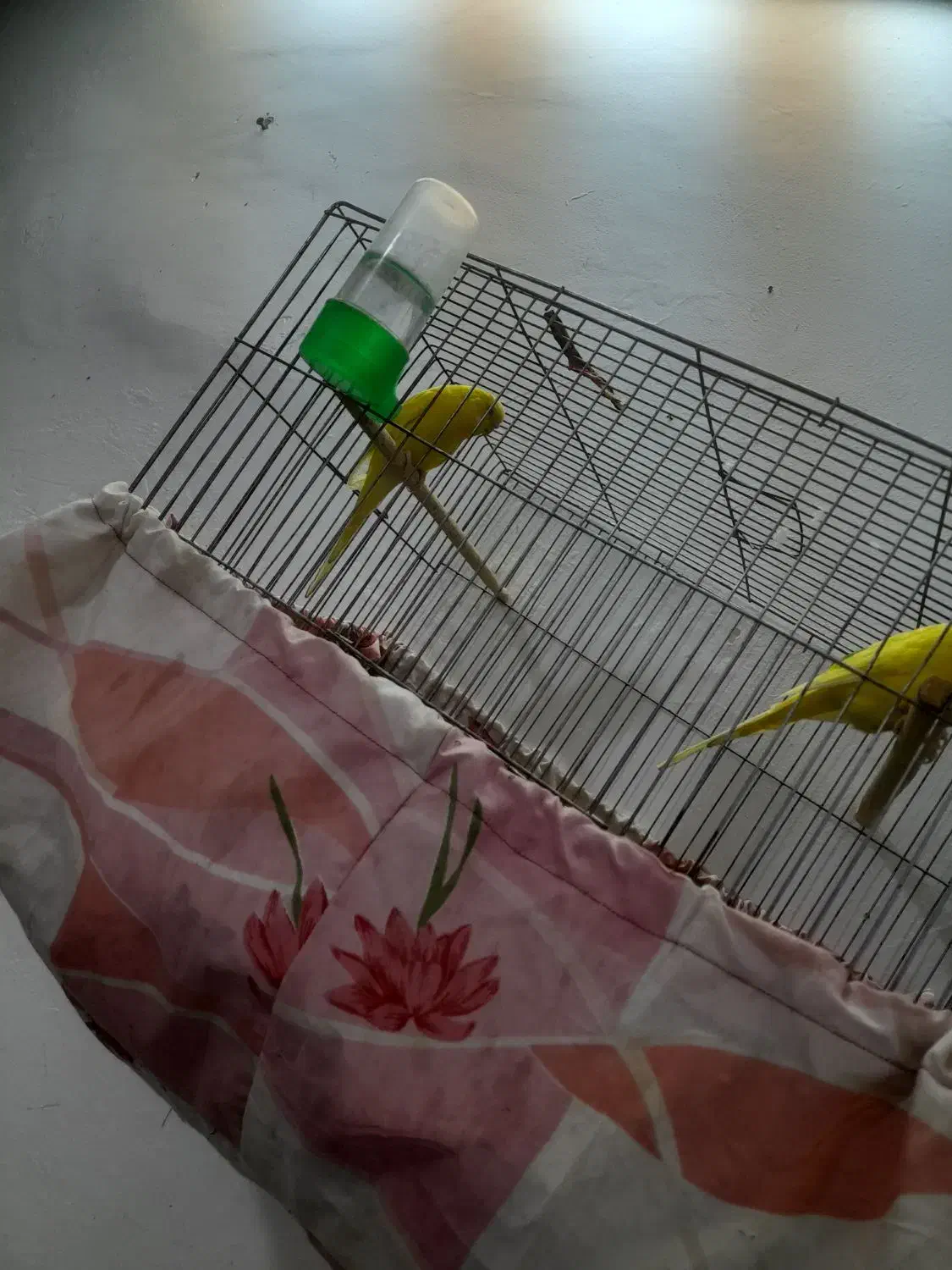 یک جفت مرغ عشق نر وماده|پرنده|سبزوار, هویزه|دیوار