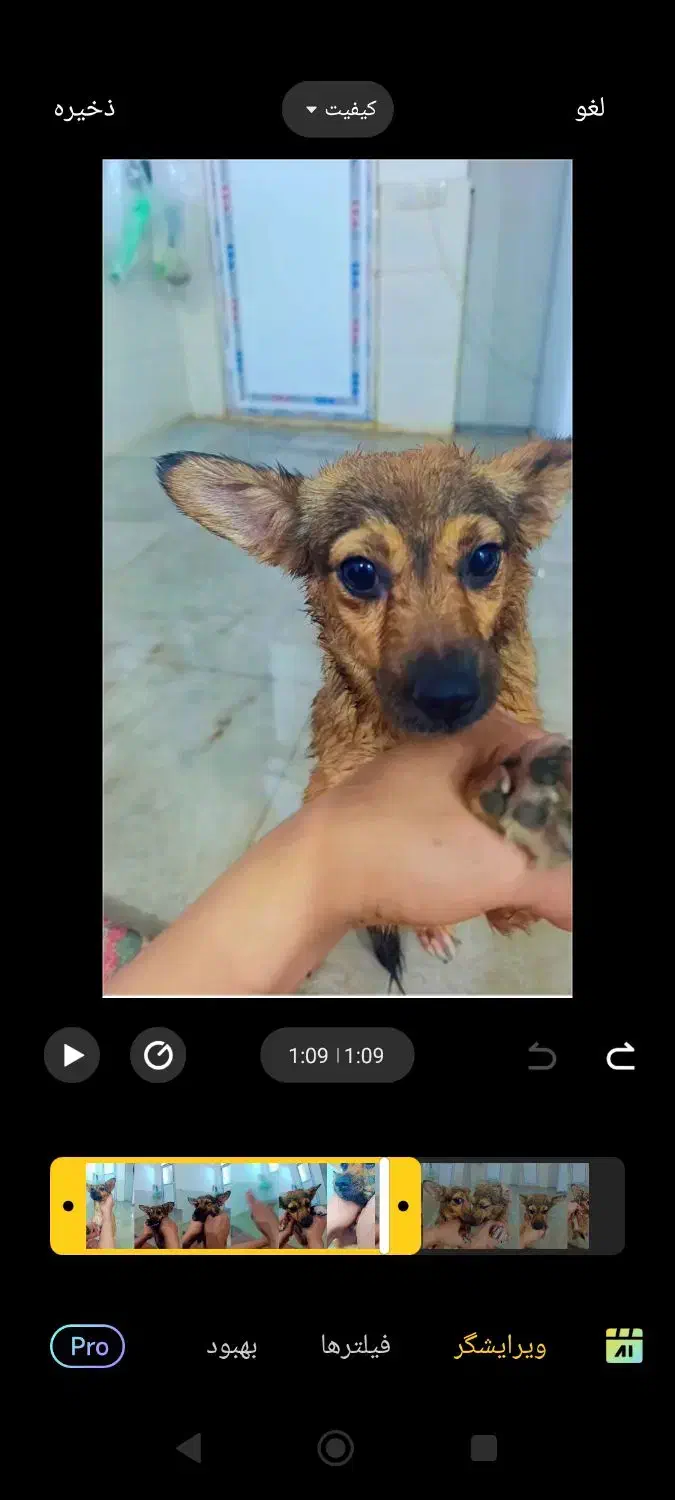 سگه گمشده|سگ|جیرفت, |دیوار