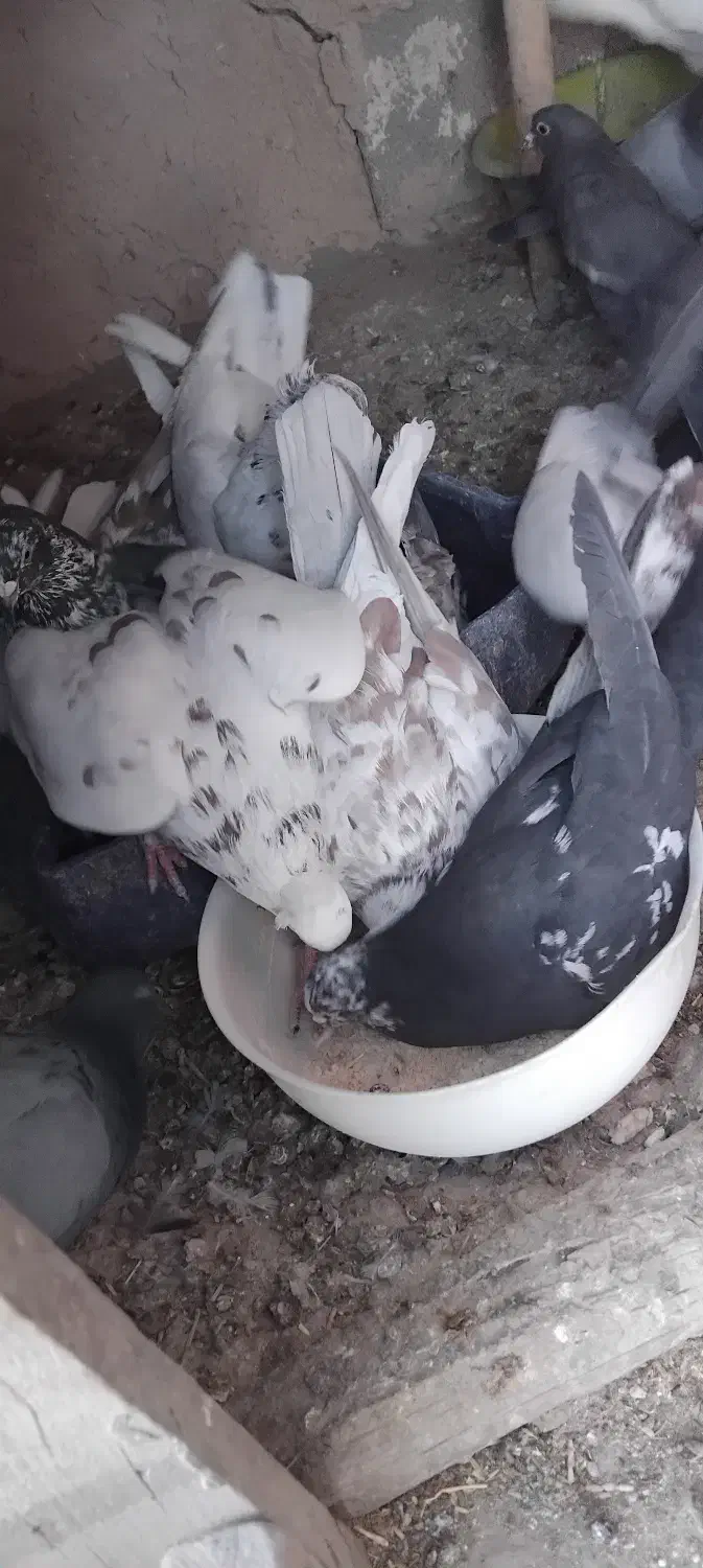 کبوتر|پرنده|قروه, |دیوار