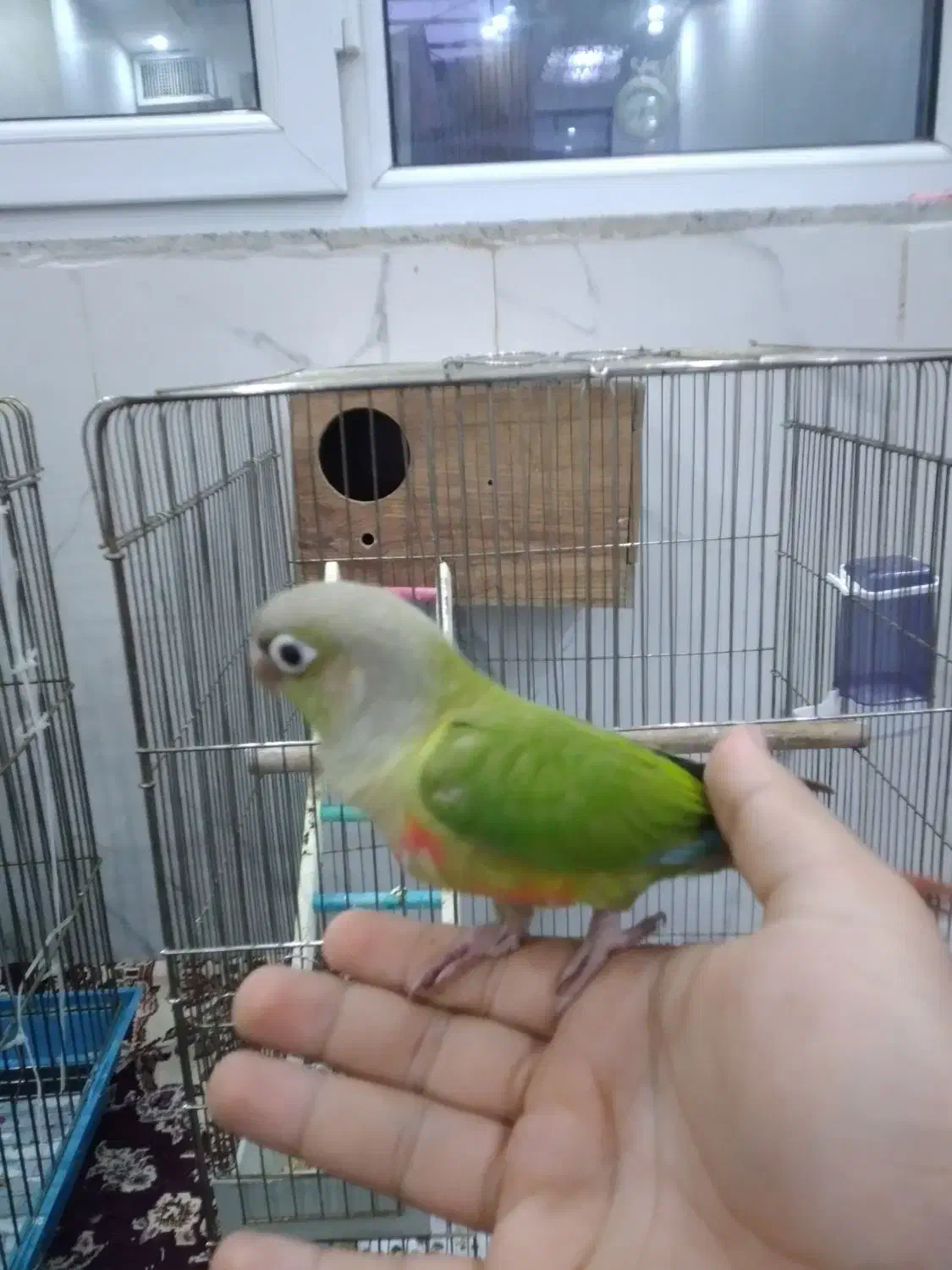 طوطی گرینچیک|پرنده|فشاپویه, |دیوار