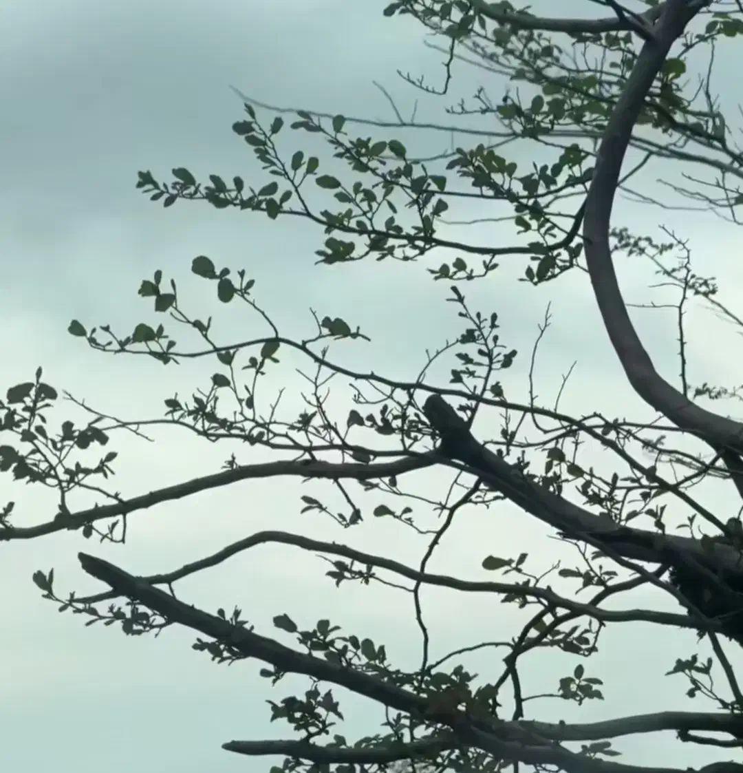 ضامن میخوام برای وام ازدواج|خدمات مالی، حسابداری، بیمه|کوهدشت, |دیوار