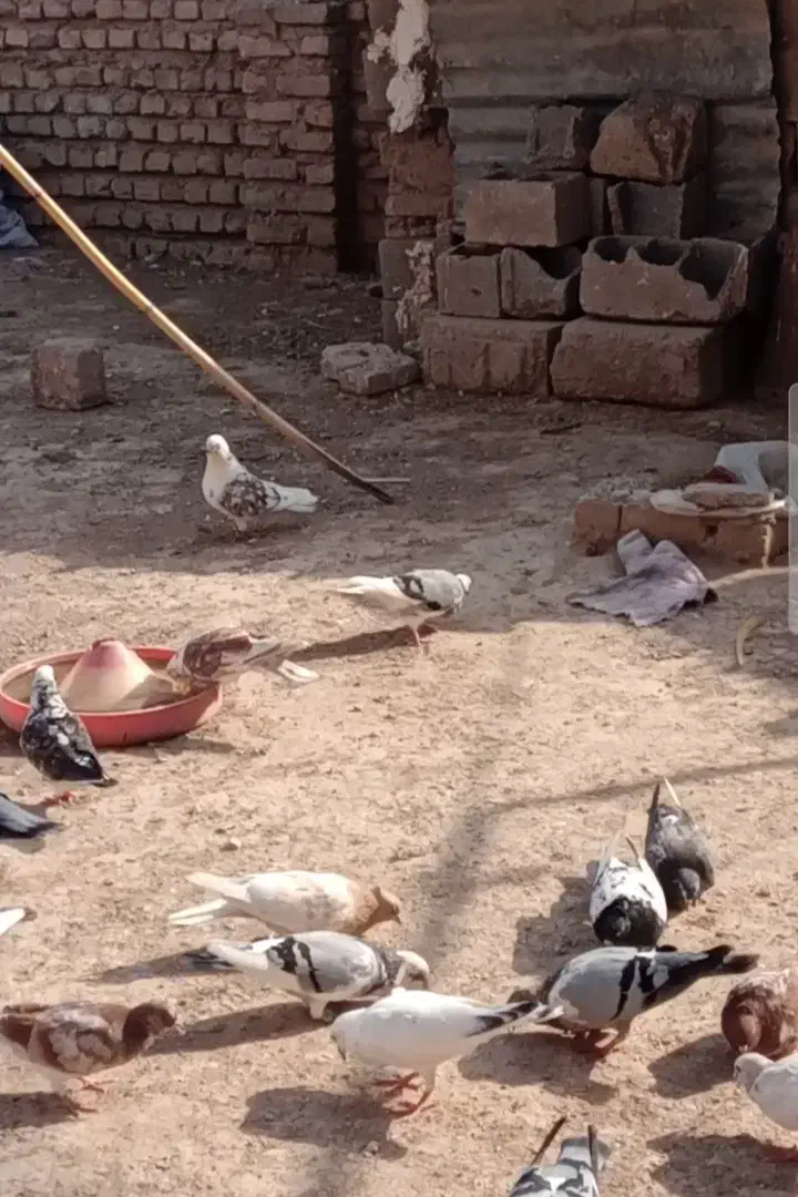 سبز مسافتی دانه ای۳۰۰|پرنده|گنبد کاووس, |دیوار