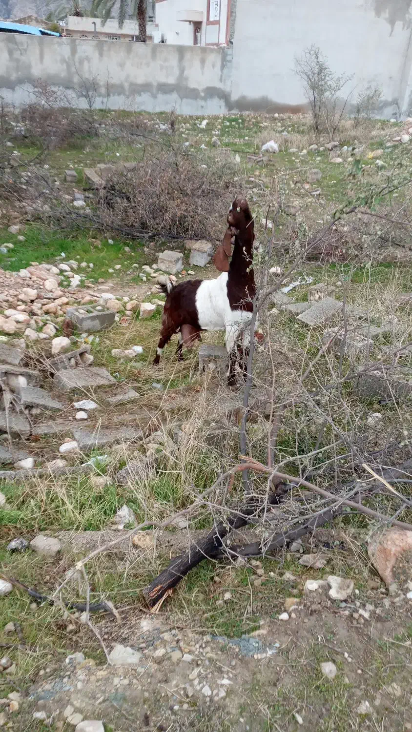 بز کهره دار|حیوانات مزرعه|کازرون, |دیوار