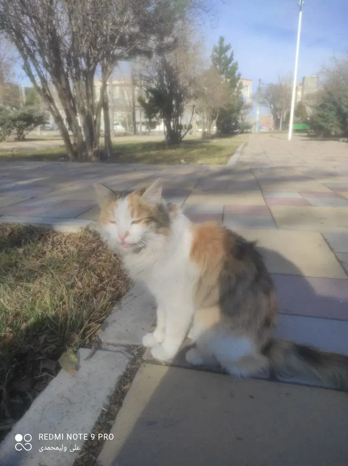 گربه خانگی با نژاد خوب|گربه|اردبیل, |دیوار