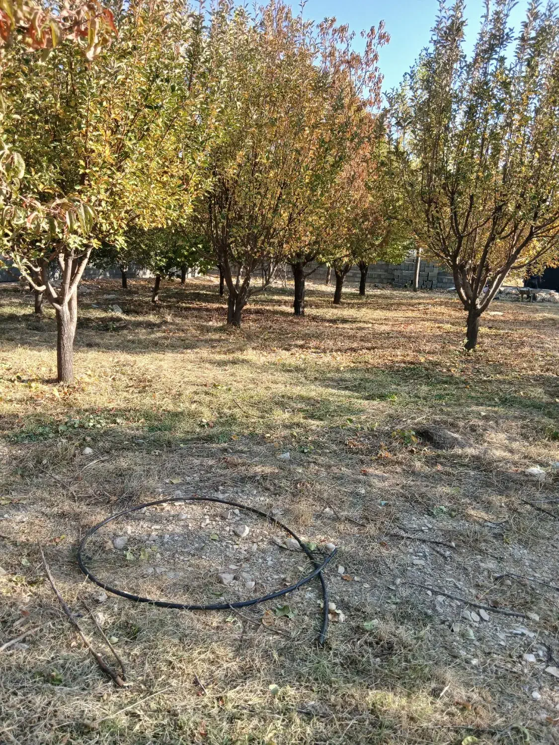 علف زنی ، سم پاشی ، برش درخت،پاکنی ،کود دهی|خدمات باغبانی و درختکاری|کازرون, |دیوار