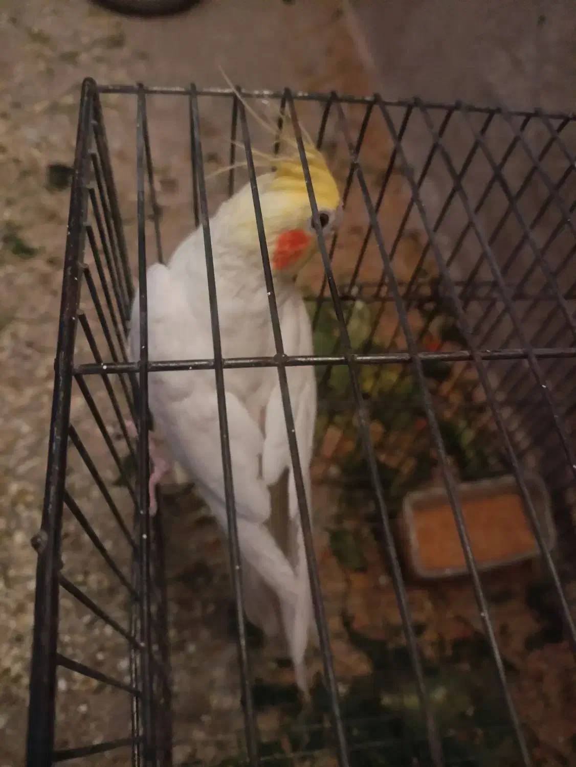 عروس هلندی لوتینو|پرنده|میاندوآب, |دیوار