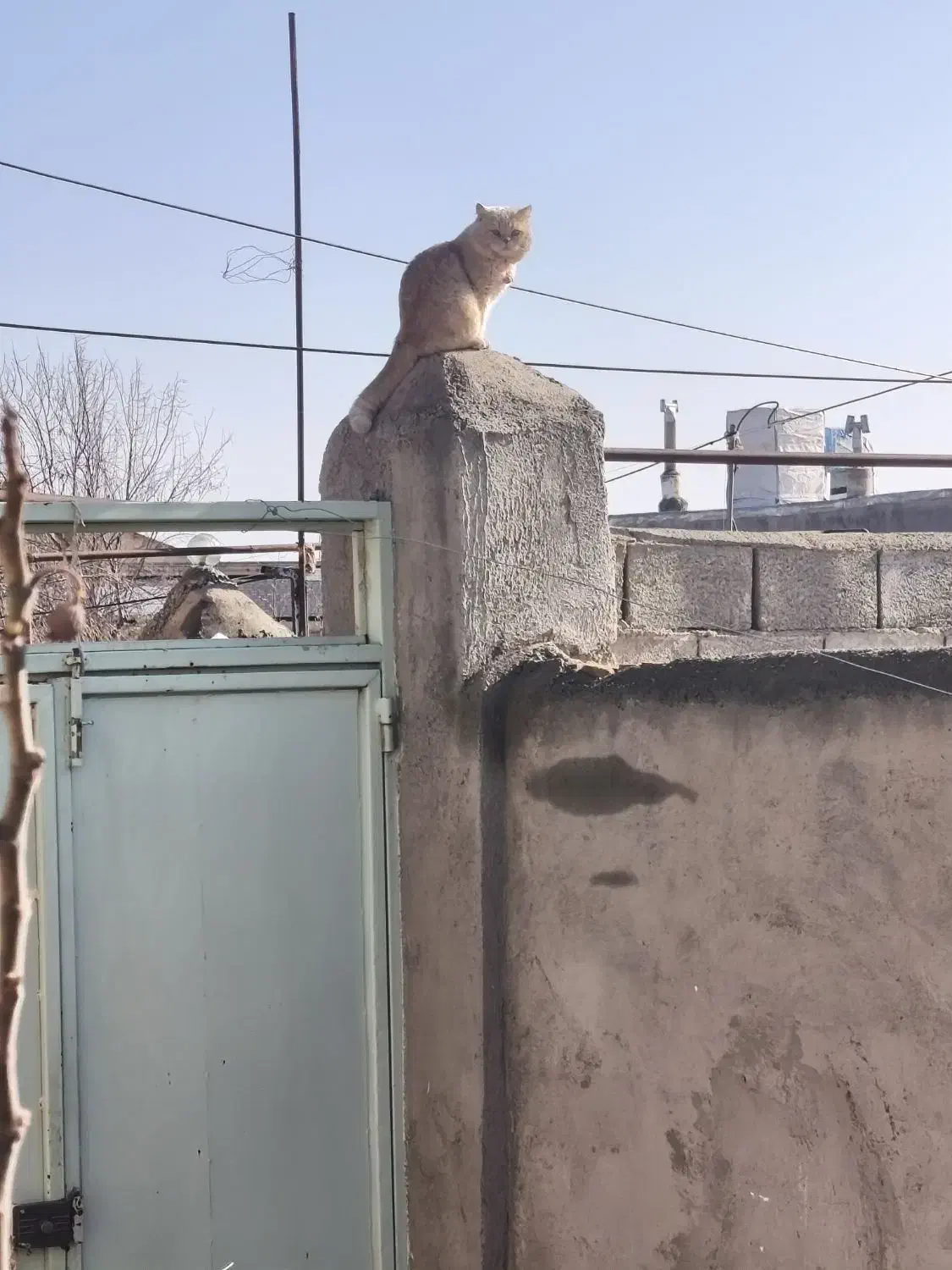 گربه گمشده|حیوانات|جوین, |دیوار