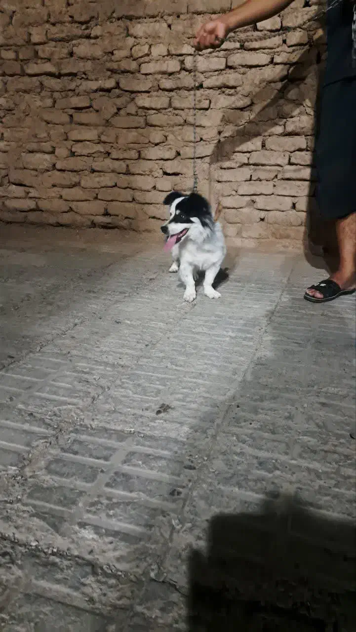 سگ پا کوتاه فروشی|سگ|بم, |دیوار