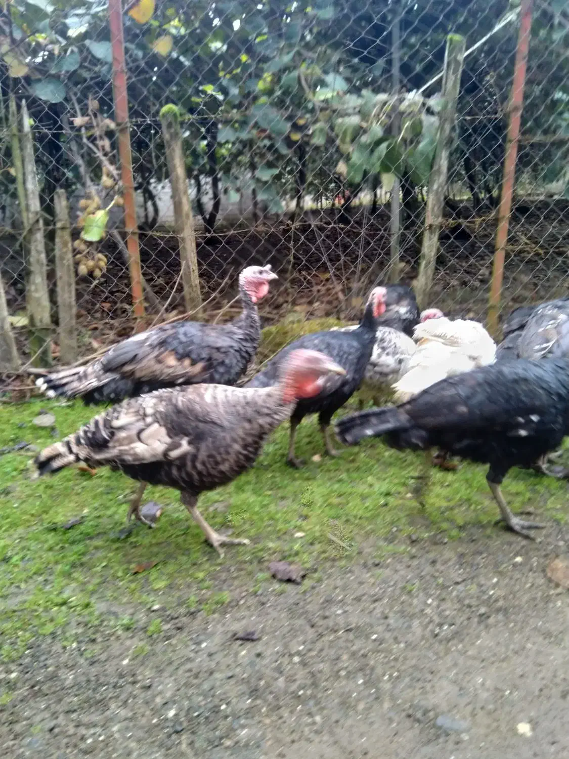 بوقلمون بوربون ، برنز و غاز محلی|حیوانات مزرعه|حویق, |دیوار