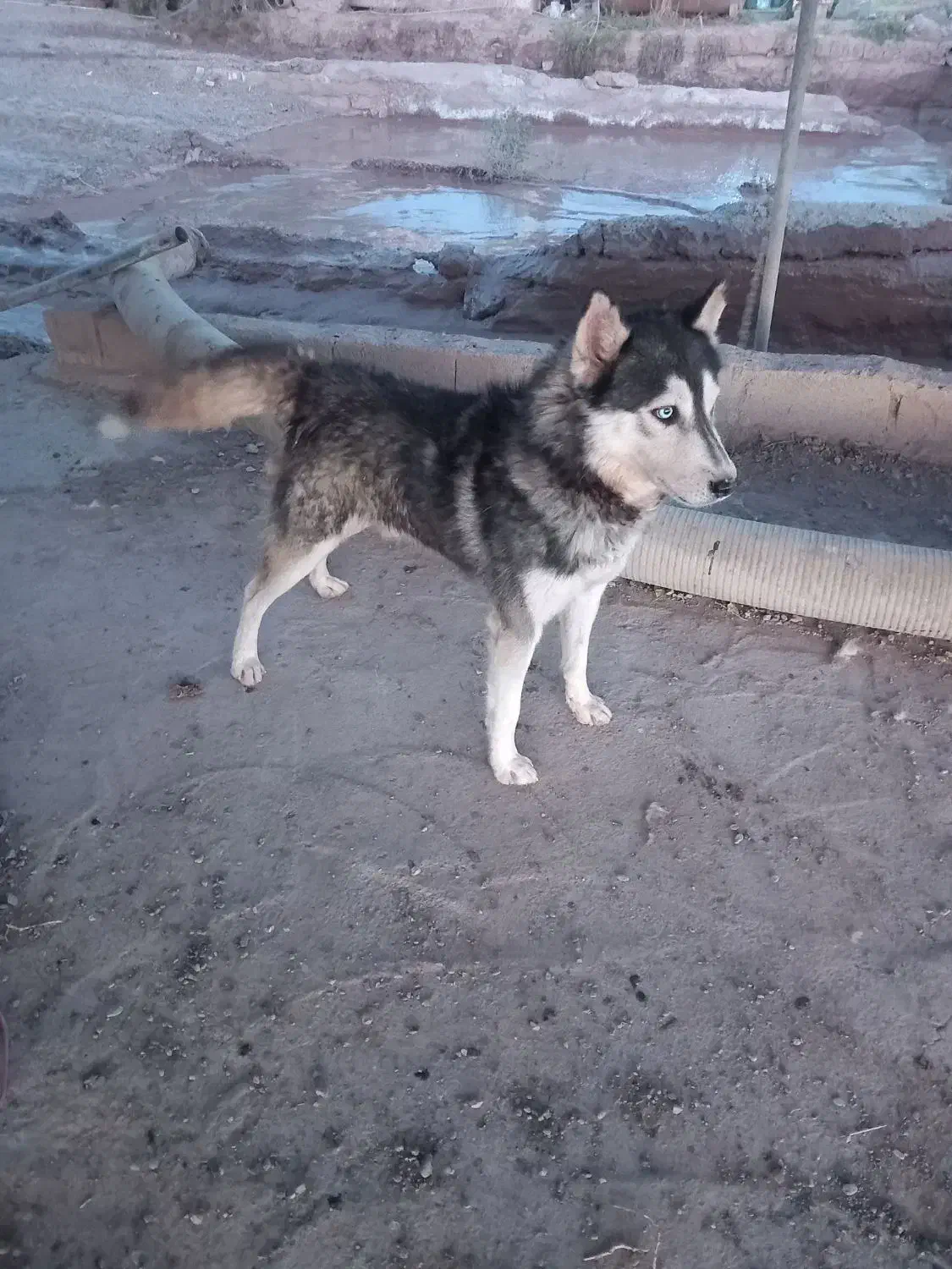 سگ هاسکی|سگ|تایباد, |دیوار