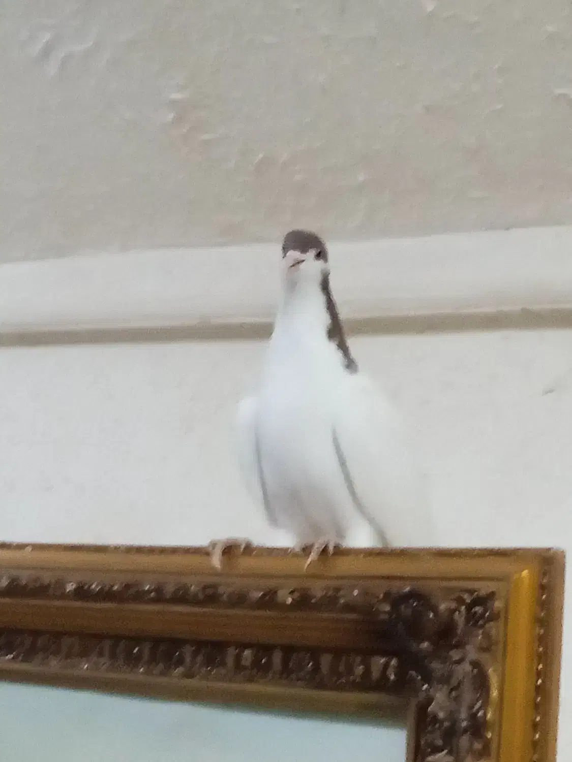 زیورآلات تزعینی شصتی سینه دوتا 800|بدلیجات|قزوین, |دیوار