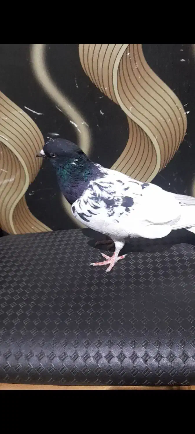 کبوتر|پرنده|قزوین, |دیوار