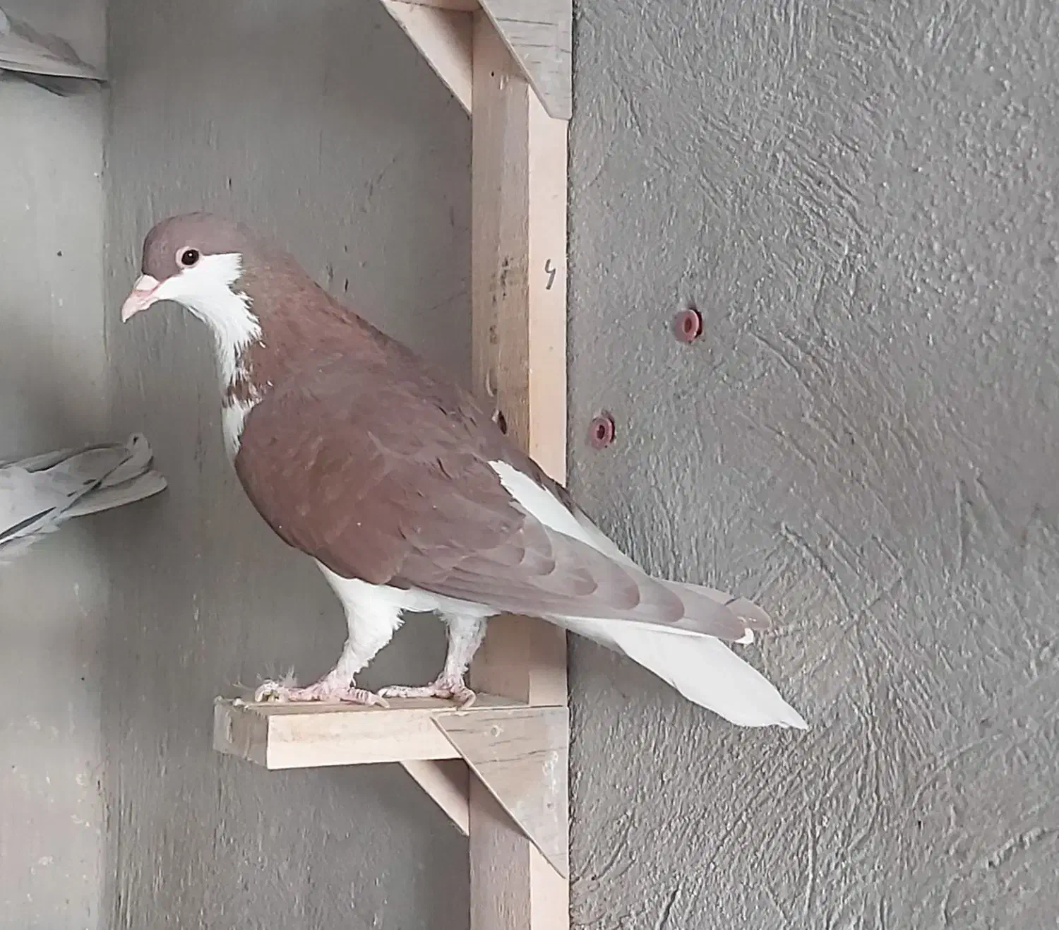 فروش ۳ تا کفتر شهری سرخ چپ و راست و خوشرنگ|پرنده|شیراز, کوزه گری|دیوار