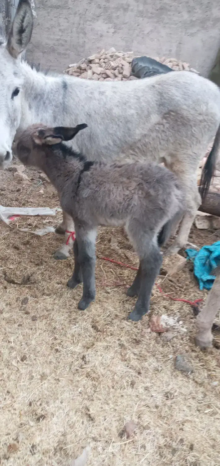 شیر‌الاغ‌دوشیدن درحضور‌مشتری|حیوانات مزرعه|قرچک, باقرآباد|دیوار