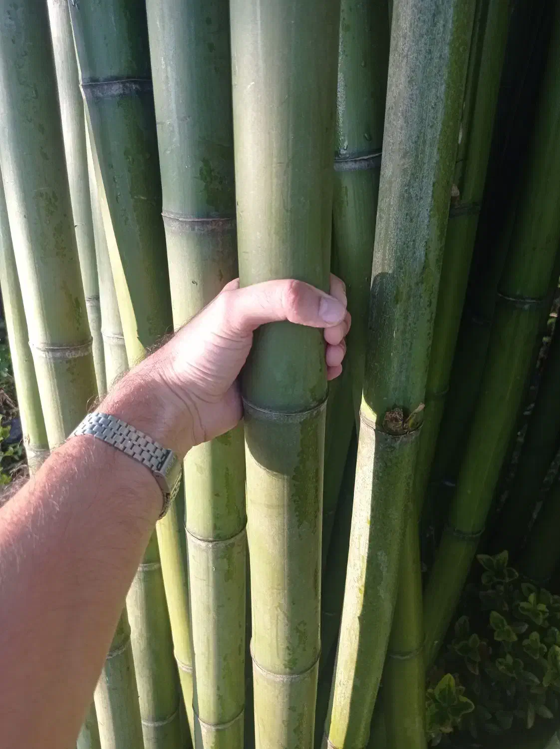 بامبو با کیفیت|صنایع دستی و سایر لوازم تزئینی|پیربازار, |دیوار