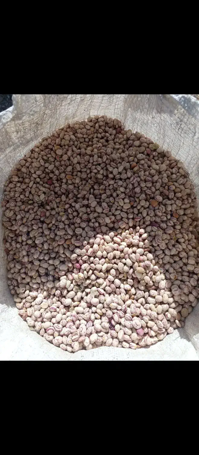 لوبیا چیتی|عمده‌فروشی|اقلید, |دیوار