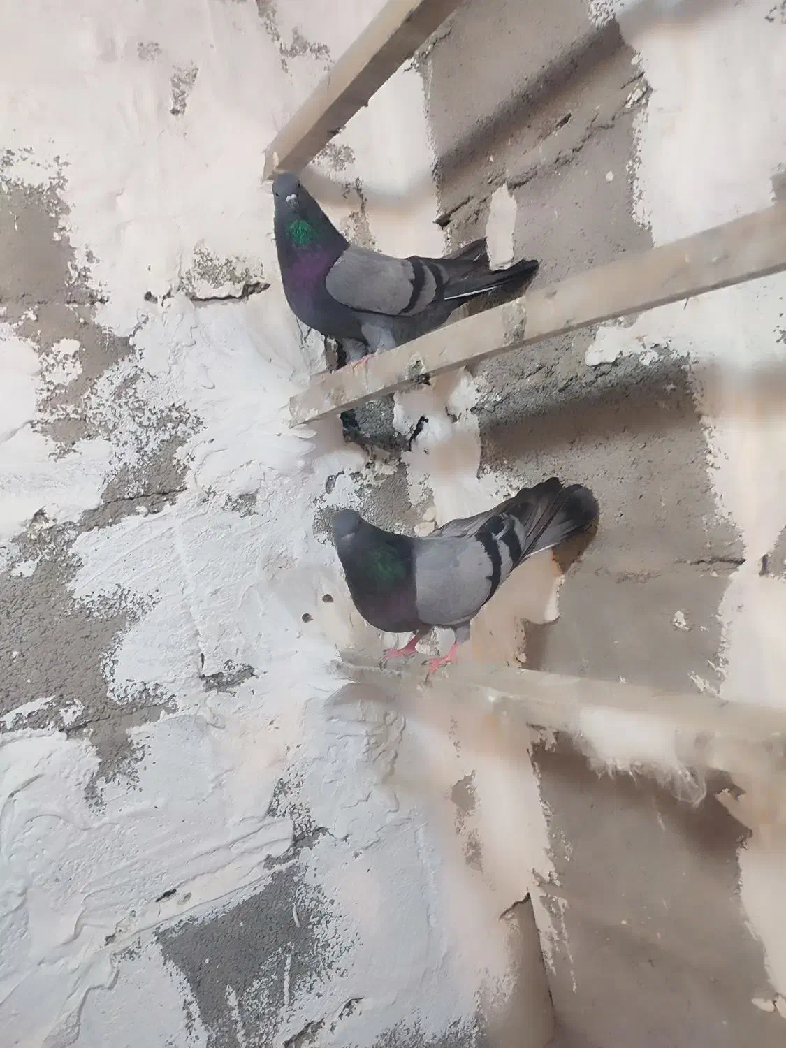 یه جفت سبز عتیقه|پرنده|نهاوند, |دیوار