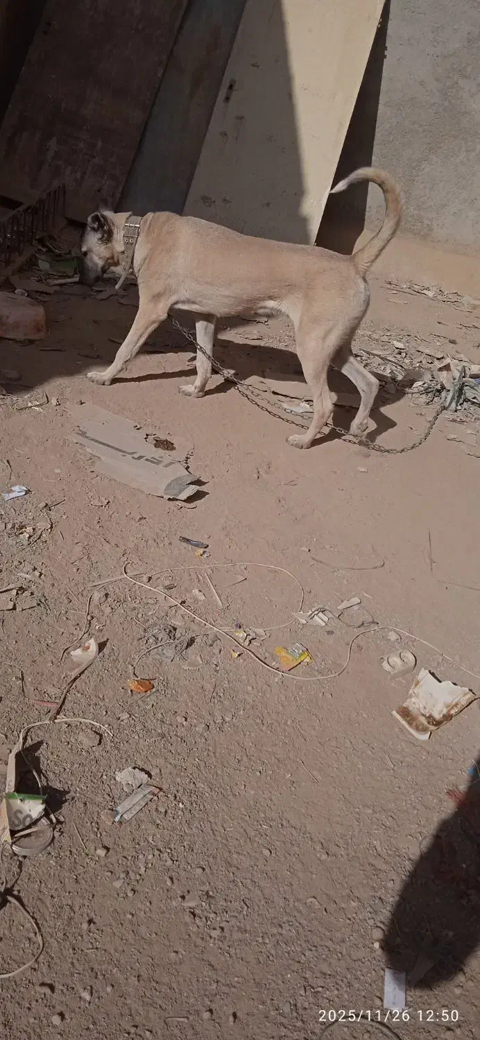 سرابی|موتورسیکلت|شراء, |دیوار