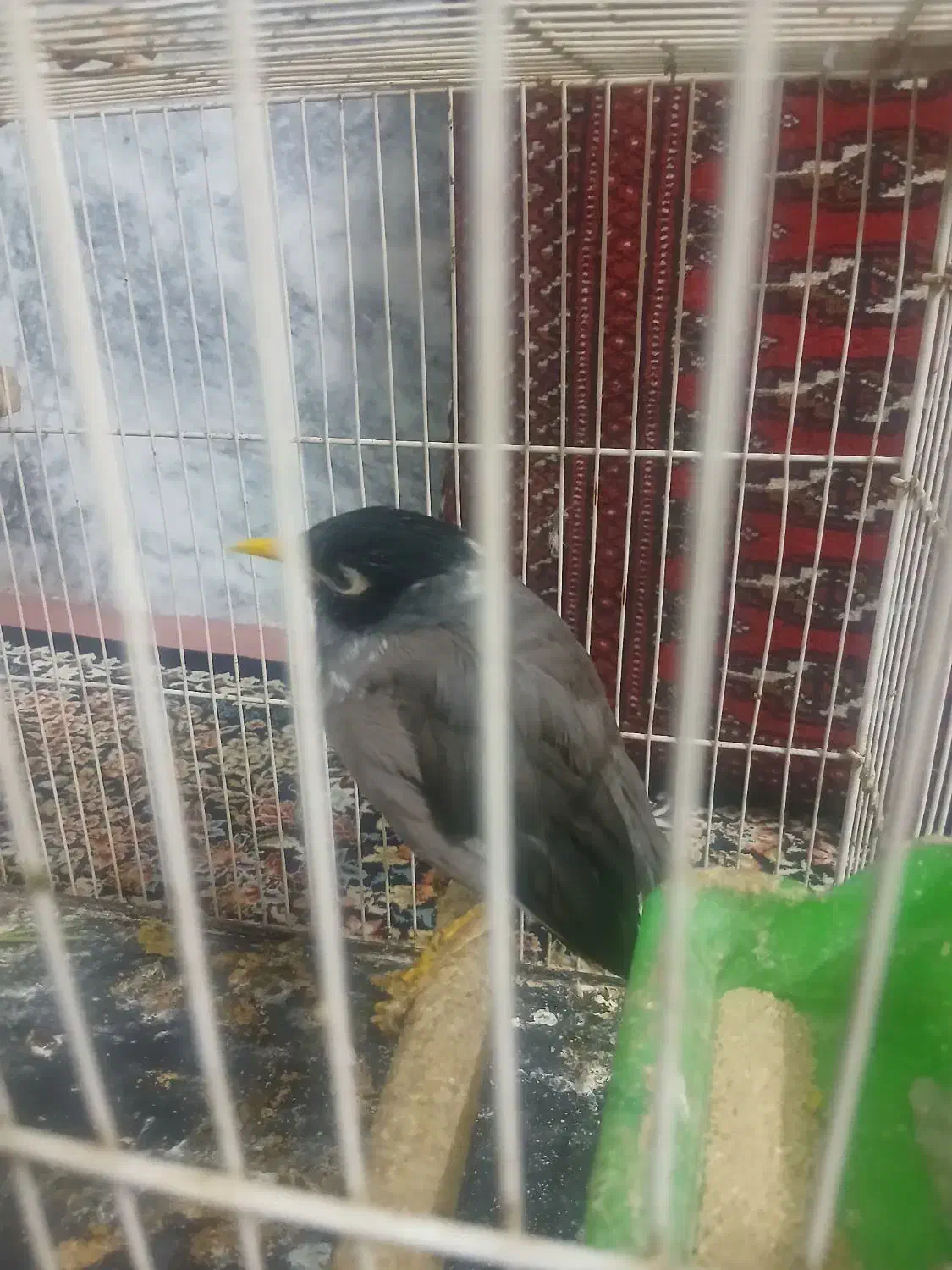 مینا|پرنده|مشهد, آبکوه|دیوار