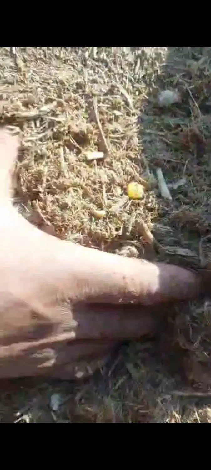 فروش خوراک دام باصرفه اقتصادی|لوازم جانبی حیوانات|سلیمان, |دیوار