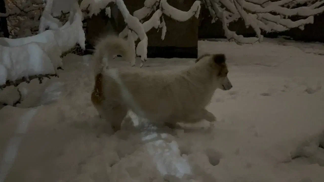 واگذاری|سگ|مشهد, فاطمیه|دیوار