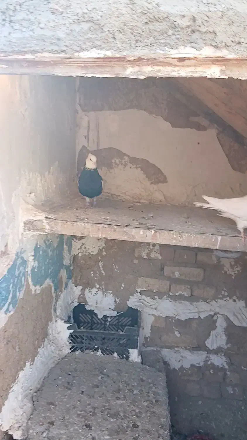 کبوتر طوقی|پرنده|سنقر, |دیوار