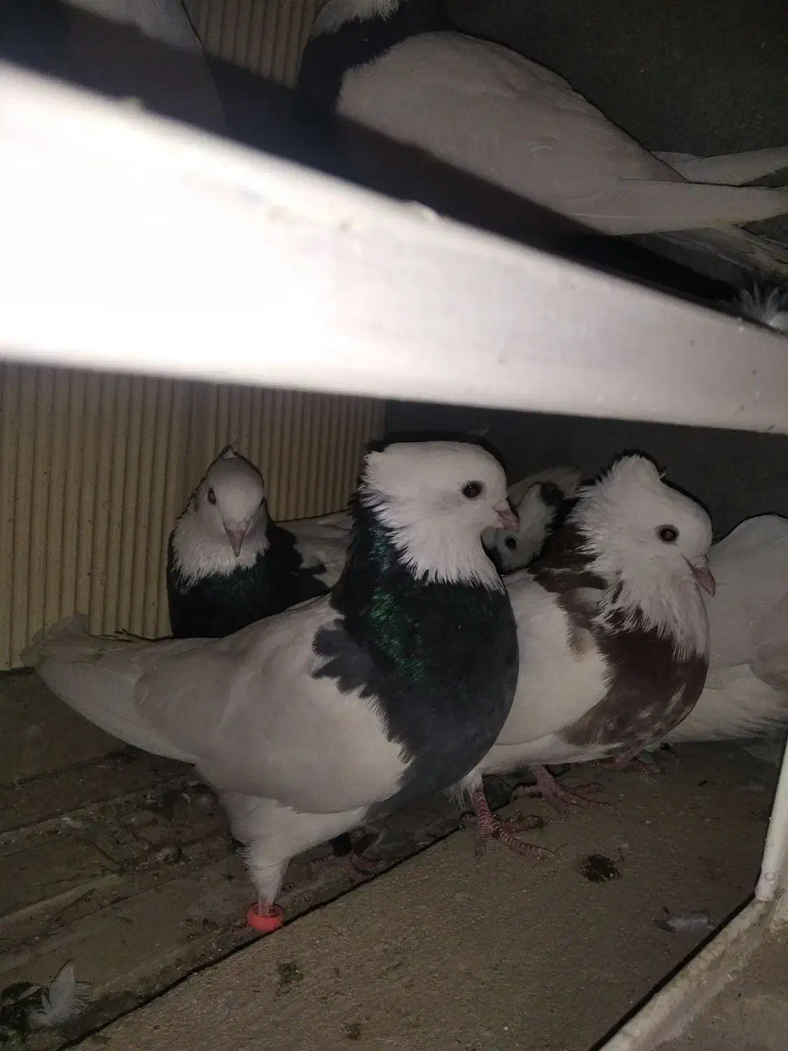 فروش کبوتر طوقی|پرنده|هرسین, |دیوار