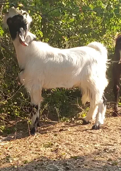 بز نر چاق چله هم براداشتخوبه هم برسربریدن خوبه|حیوانات مزرعه|شوش, |دیوار