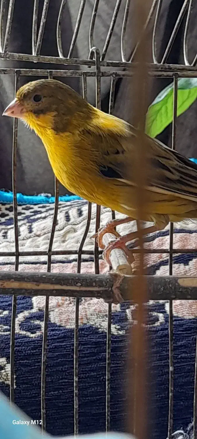 زرد قناری|پرنده|کرمانشاه, |دیوار