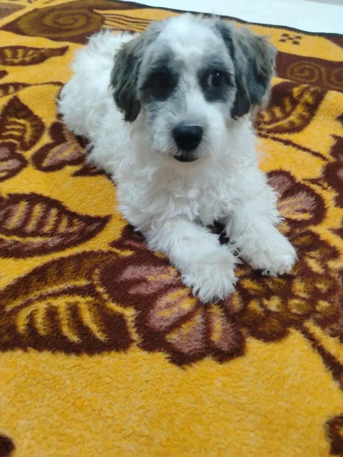 سگ. نژادش شیتزو. جنسیت نر|سگ|طبس, |دیوار