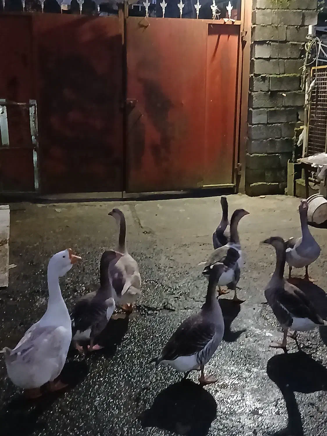 غاز|حیوانات مزرعه|آستارا, |دیوار