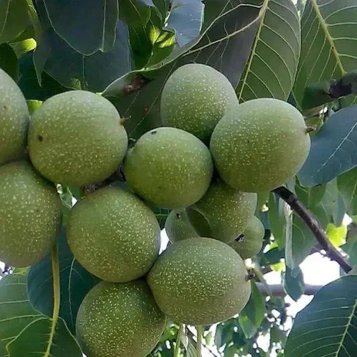 فروش نهال گردو پیوندی|خدمات باغبانی و درختکاری|نقده, |دیوار