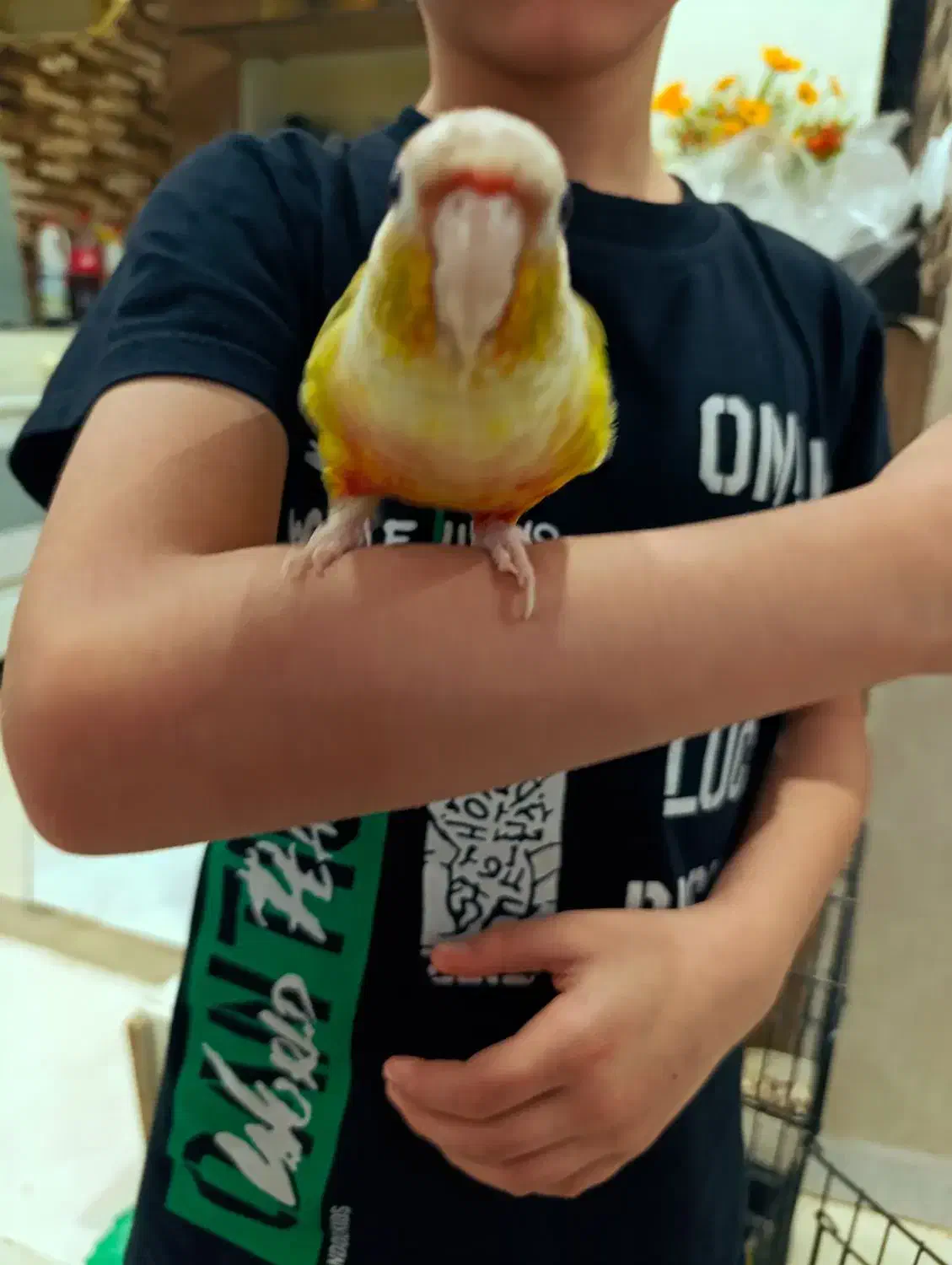 طوطی گیرینچیک|پرنده|تهران, دستغیب|دیوار